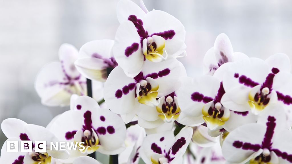 Dentro del secreto y lucrativo mundo del cultivo de orquídeas