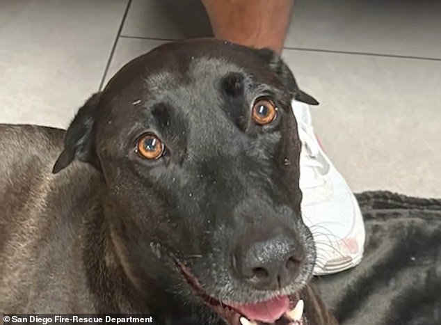 Un perro que desapareció después de nadar media milla mar adentro fue rescatado milagrosamente