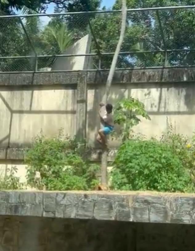 Un hombre fue mutilado por un león en un zoológico después de trepar a un recinto frente a visitantes horrorizados.