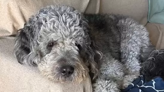 Justicia para Jameson: GoFundMe lanzado para el perro asesinado por LAPD durante la celebración de la victoria de los Knicks, ‘El niño más dulce…’