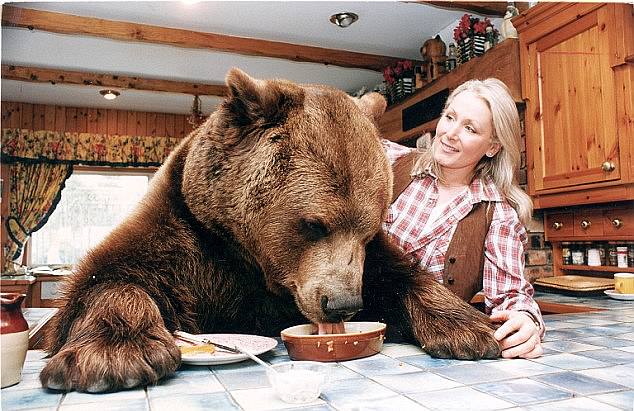 La extraordinaria historia de Hércules, un oso pardo de 65 piedras, fue criado “como un hijo” por un luchador escocés que le daba de comer patatas fritas y babycham en un pub local.