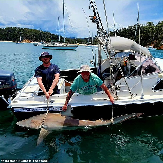Razón desagradable por la que los ataques de tiburones están aumentando: un pescador pide un cambio inmediato para Australia