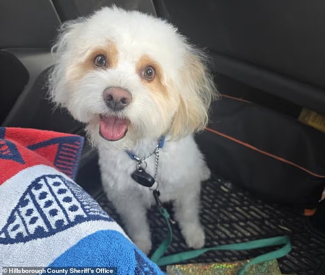 105789747-15493341-Milo_3_year_old_Maltese_poodle_died_last_May_after_he_was_allege-a-7_1769234115061.jpg