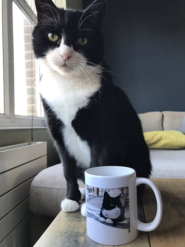 El gato retirado del Ministerio de Asuntos Exteriores de Palmerston muere en las Bermudas en medio de un emotivo homenaje al Ratonero Número 10, Larry