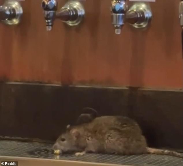 Indignación por el video de RAT disfrutando de una cerveza en una taberna de Pittsburgh