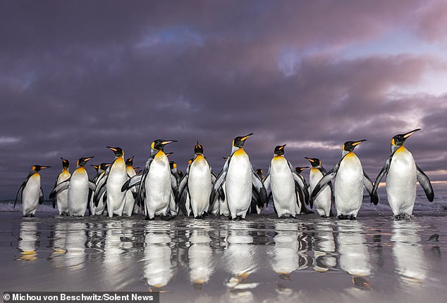 ¿Quieres ducharte por la mañana? Los pingüinos rey de las Islas Malvinas nadan después del amanecer