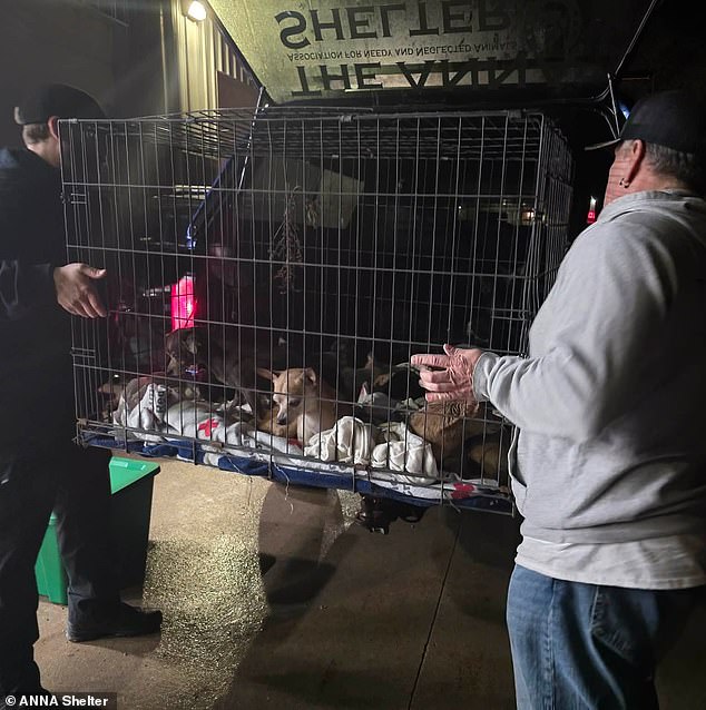 Más de dos docenas de chihuahuas aterrorizados fueron rescatados de un incendio en una casa