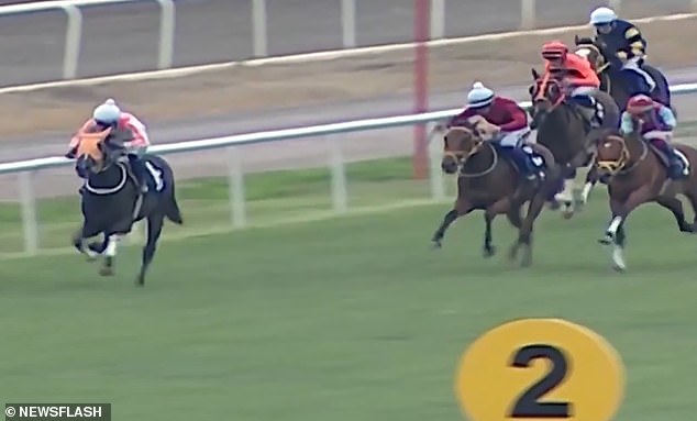 Indignación después de que el caballo de carreras campeón fuera asesinado y servido a comensales involuntarios en un comedor de beneficencia administrado por el consejo