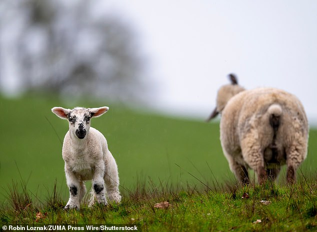 Trece corderos mueren tras “romperles el cuello deliberadamente”: la policía lanza un llamamiento desesperado