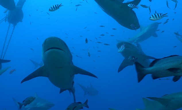 Los tiburones son los mejores compañeros y nadan juntos, según una investigación