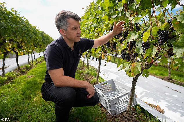 La producción de vino británica aumentará a medida que un verano caluroso y seco dé frutos, con una excelente cosecha de 16,5 millones de botellas.