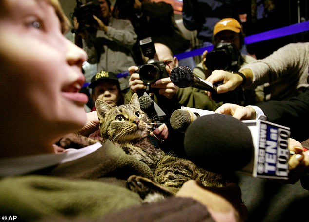 Historias asombrosas de supervivencia animal: desde perros chinos que encontraron un hogar en un corgi hasta elefantes que escaparon de un zoológico y emprendieron un viaje de 300 millas por todo el país.