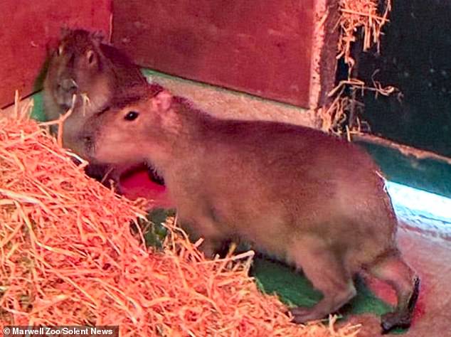 Tras la pista de Samba, un capibara escapado: JANE FRYER se une al preocupado personal del zoológico para encontrar al animal perdido para deleite de los lugareños… y revela la verdadera razón por la que luchó tan duro para capturarlo.