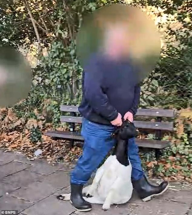 Una popular atracción familiar se ha enfrentado a una reacción violenta después de que un vídeo de “crueldad” sobre cabras mostrara a los animales siendo arrastrados y tomados por los cuernos.