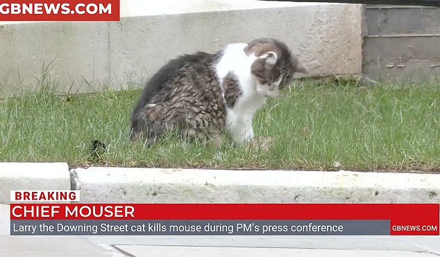 El gato Larry atrapa un hámster: el jefe de ratones de Downing Street, de 19 años, muestra su ‘habilidad’ ante las cámaras de televisión