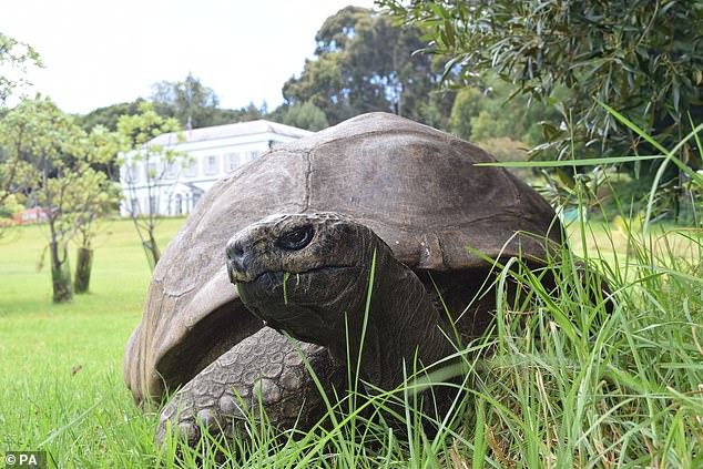 Cómo Jonathan, la tortuga de 193 años en el centro del engaño de la muerte, fue encontrada durmiendo bajo un árbol mientras “un estafador intenta engañar a los dolientes para que hagan donaciones criptográficas”