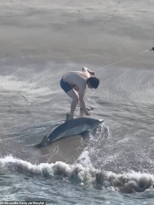 Un pescador de 20 años comparte un momento asombroso con un gran tiburón blanco en una playa de California
