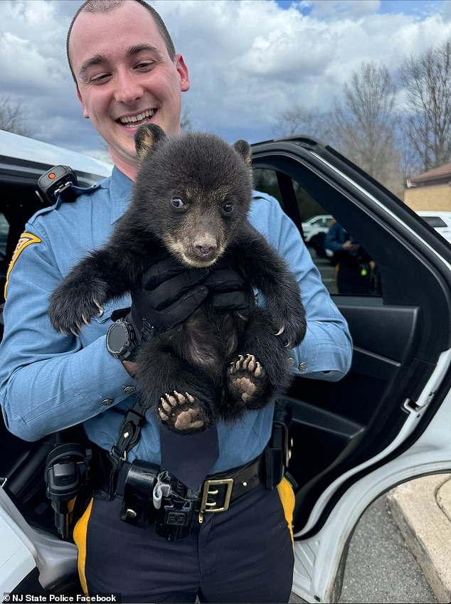 Un adorable cachorro de oso fue rescatado por la policía estatal de Nueva Jersey después de que su madre lo abandonara al costado de la carretera.