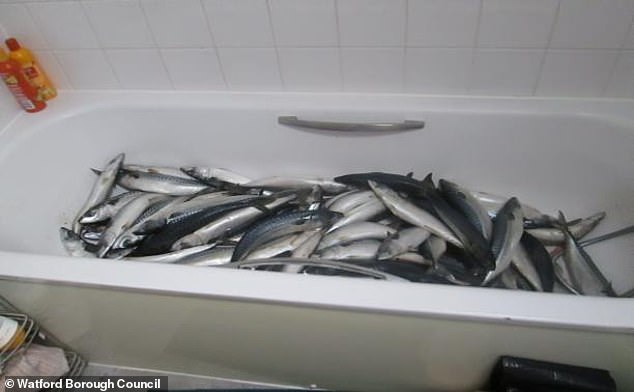 Un empresario de comida preparada mantiene caballa en su baño.