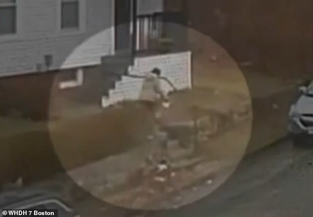 MOMENTO IMPACTANTE Mujer de Massachusetts fue cortada en pedazos por FOX feroz… antes de que la criatura viciosa se abalanzara sobre el policía que acudió en su ayuda