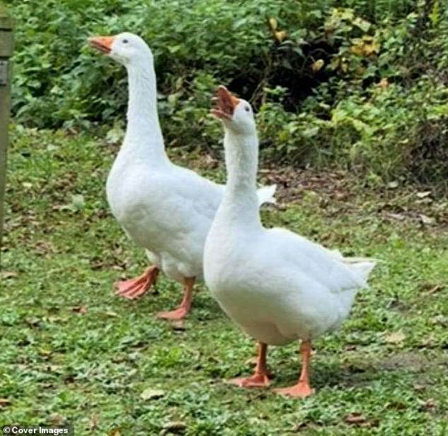 Ryan Gosling ‘cobra menos vidas’ mientras los aldeanos se angustian y Gandalf Goose