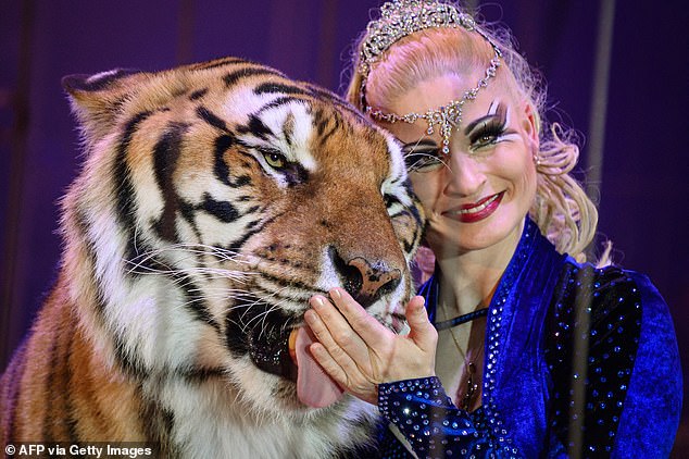 Tigre asesinado a tiros en Alemania tras escapar de su dueño ‘Tiger Queen’, hiriendo gravemente a un pensionista