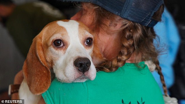 El adorable beagle aúlla por primera vez desde que él y otros 1.500 perros fueron liberados de un centro de pruebas científicas de Wisconsin.