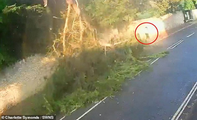 El momento en que la paseadora de perros y su mascota cockapoo estuvieron a punto de morir aplastados por la caída de un árbol