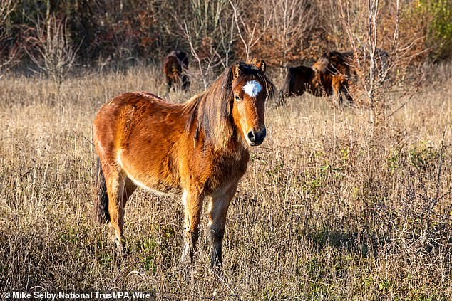Se teme que los ponis salvajes en peligro de extinción de Dartmoor se hayan extinguido según las nuevas normas medioambientales del gobierno.