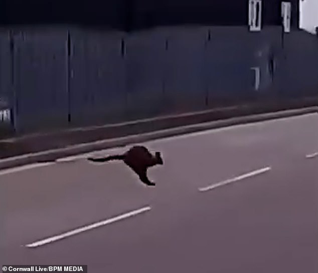 Un misterioso ualabí ha sido visto deambulando por un polígono industrial de Cornualles, a pesar de que un zoológico local insiste en que ninguno de sus marsupiales ha sido visto.
