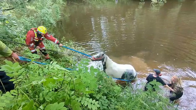 El momento en que el caballo es arrastrado por el río mientras es arrastrado por un enorme grupo de gitanos y peregrinos