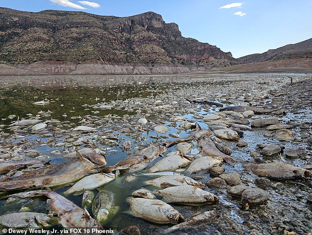 Un popular lago de Arizona se vio obligado a cerrar después de que todos los peces que vivían en sus aguas murieran