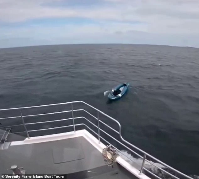 Rescate tenaz: momento en que Bruce el alsaciano rescató a una tripulación de dos hombres en un kayak a tres millas mar adentro