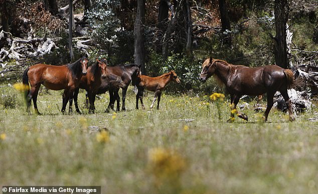 Australia comenzará a matar miles de caballos salvajes esta semana, francotiradores desde helicópteros disparan a los animales, lo que genera indignación entre los activistas