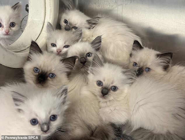 109315171-15895887-Dozens_of_ragdoll_kittens_huddle_together_after_being_rescued_fr-a-19_1781290196344.jpg