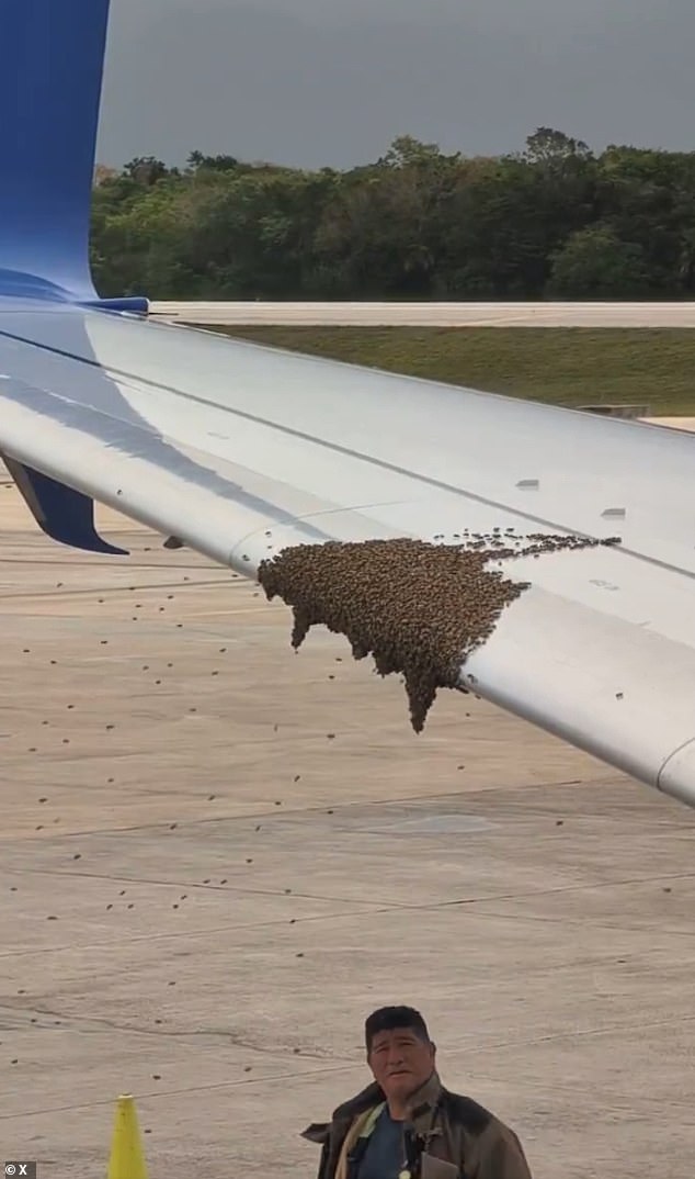 Un vuelo de United Airlines a LAX fue retrasado por una gran multitud de ABEJAS