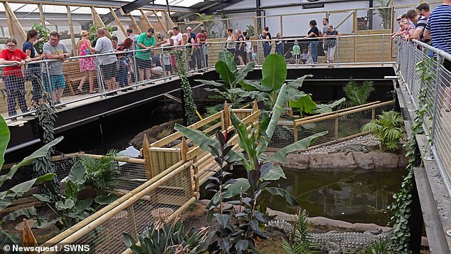 Horror en el zoológico de Cambridgeshire: un grito desgarrador que nadie olvidará jamás y una abuela intrépida que saltó a un foso de cocodrilos para llevar a un niño pequeño a un lugar seguro