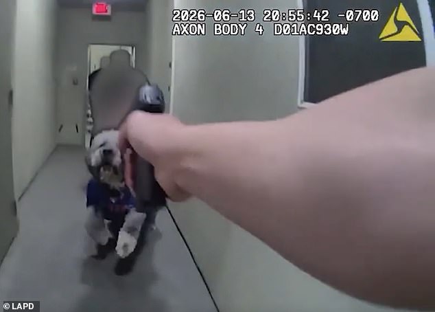 La horrible cámara corporal de LAPD muestra a la policía disparando cuatro veces a un perro indefenso, el dueño deja escapar gritos espeluznantes