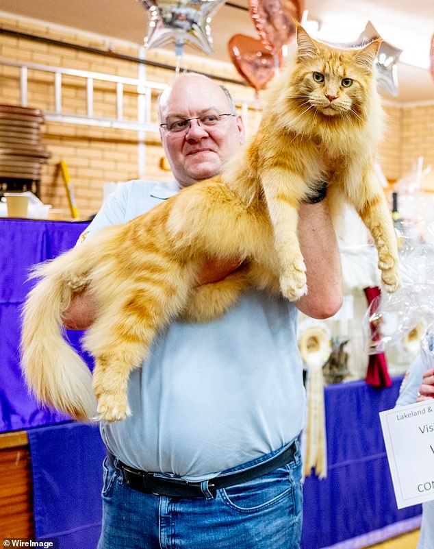 ¡Felino afortunado! La estrella de la exposición felina Logan causa una gran impresión en el evento anual