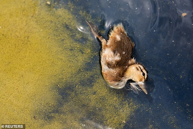 Patito muerto encontrado en una piscina reflectante mientras el Departamento de Justicia de Trump caza a los vándalos después del arresto del ex atleta olímpico
