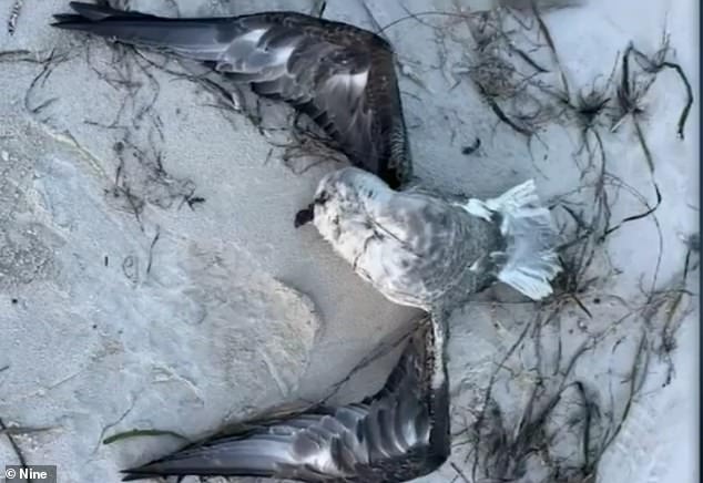 El miedo a la gripe aviar se extiende al segundo estado australiano después de que dos pájaros muertos llegaran a la costa: “definitivamente crítico”