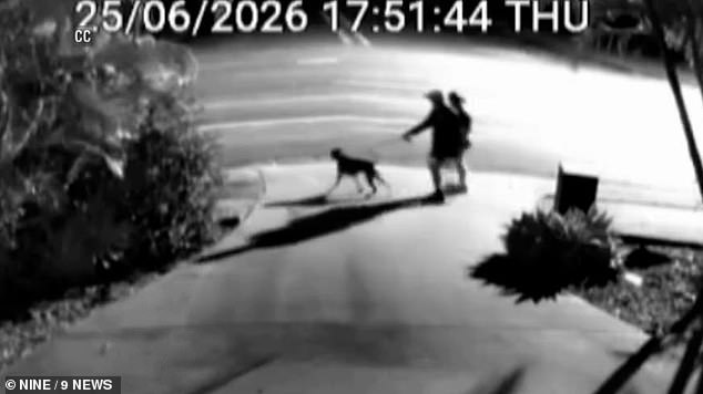 Una pareja fue brutalmente atacada por un mastín agresivo mientras paseaba horrorizado a su perro por Gold Coast.