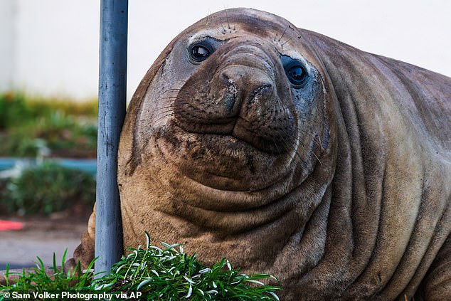 Cómo el mundialmente famoso ‘Neil the Seal’ de Australia, de una tonelada, pudo ser condenado a muerte porque quienes buscaban selfies se negaron a dejar en paz la sensación viral: ‘¿Hablas en serio?’