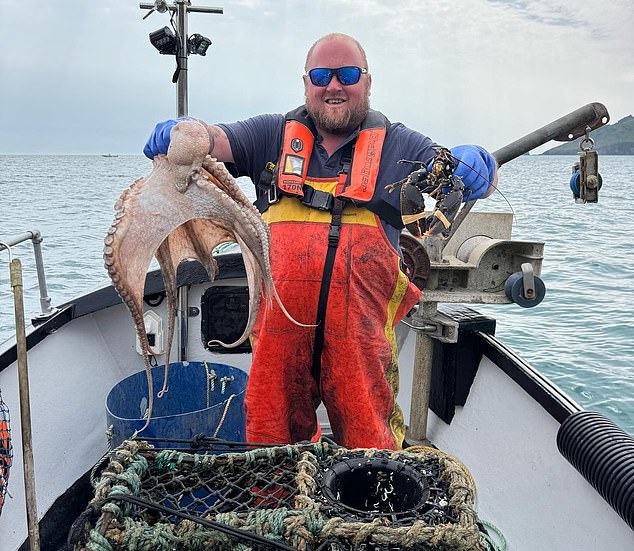 La ola de calor alimenta la invasión de pulpos en Gran Bretaña: mares inusualmente cálidos llevan a los moluscos a Cornualles y provocan el éxodo del bacalao