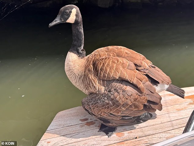 Un lujoso enclave junto al lago está en crisis después de que matan a tiros a una querida gansa llamada Princesa Colette.