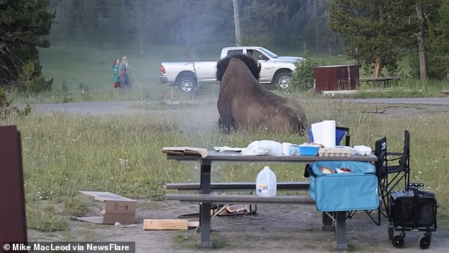 El aterrador momento en que un bisonte lanzó a un abuelo a dos metros y medio de altura en Yellowstone