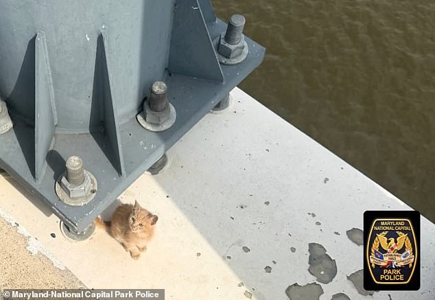 Un pequeño gato naranja sobrevivió milagrosamente después de que su dueño lo empujó fuera de un automóvil en movimiento y lo llevó a una carretera muy transitada.