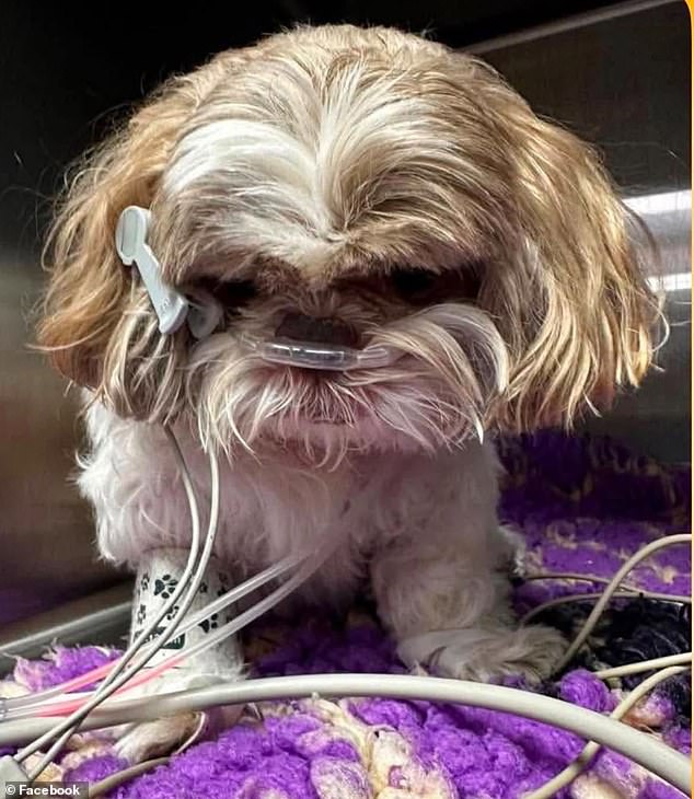 Cartero captado por la cámara pateando a un Shih Tzu ciego ‘como una pelota de fútbol’ mientras su mascota muere por insuficiencia orgánica