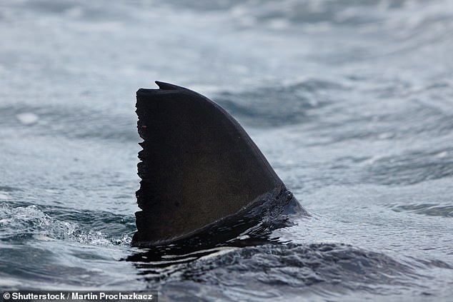 Un tiburón ataca a un buzo en un popular lugar turístico de Tasmania, lo que provocó el cierre de la playa después de avistamientos en la costa este