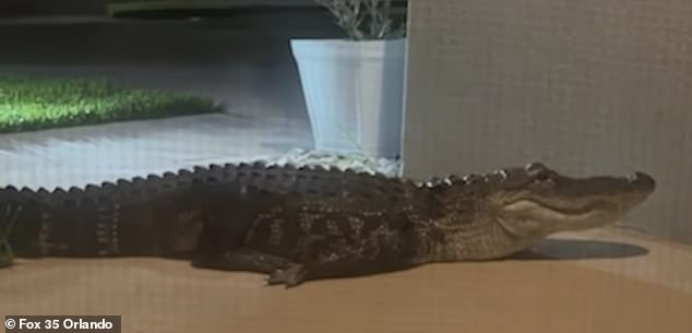 Familia asustada de Florida se despierta con hundimientos… y encuentra un caimán de 7 pies en su casa